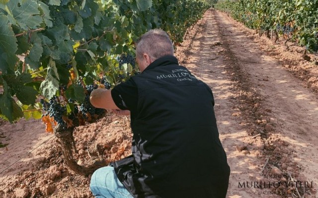 Vendimia Rioja 2019 Ii