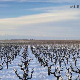 Nieve en las viñas de la Rioja