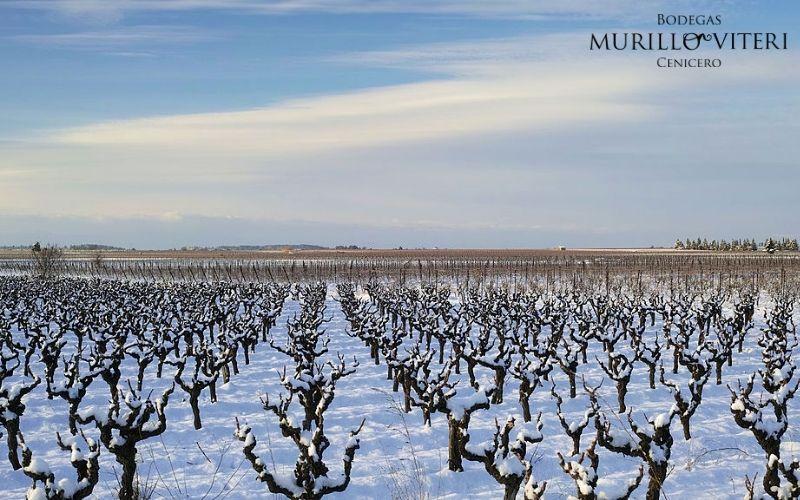 Nieve en las viñas de la Rioja