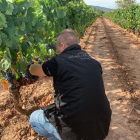 Vendimia 2026: una cosecha que nos deja muy buenas sensaciones.