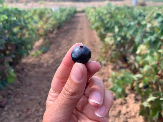 Uvas de Rioja 2025 durante una vendimia excelente