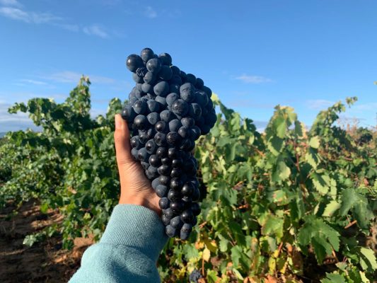 Viñedos de Rioja en la cosecha 2025 calificada como excelente