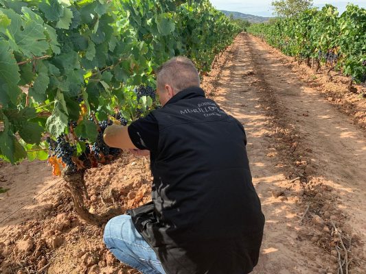 Paisaje de Rioja en la añada 2025 excelente